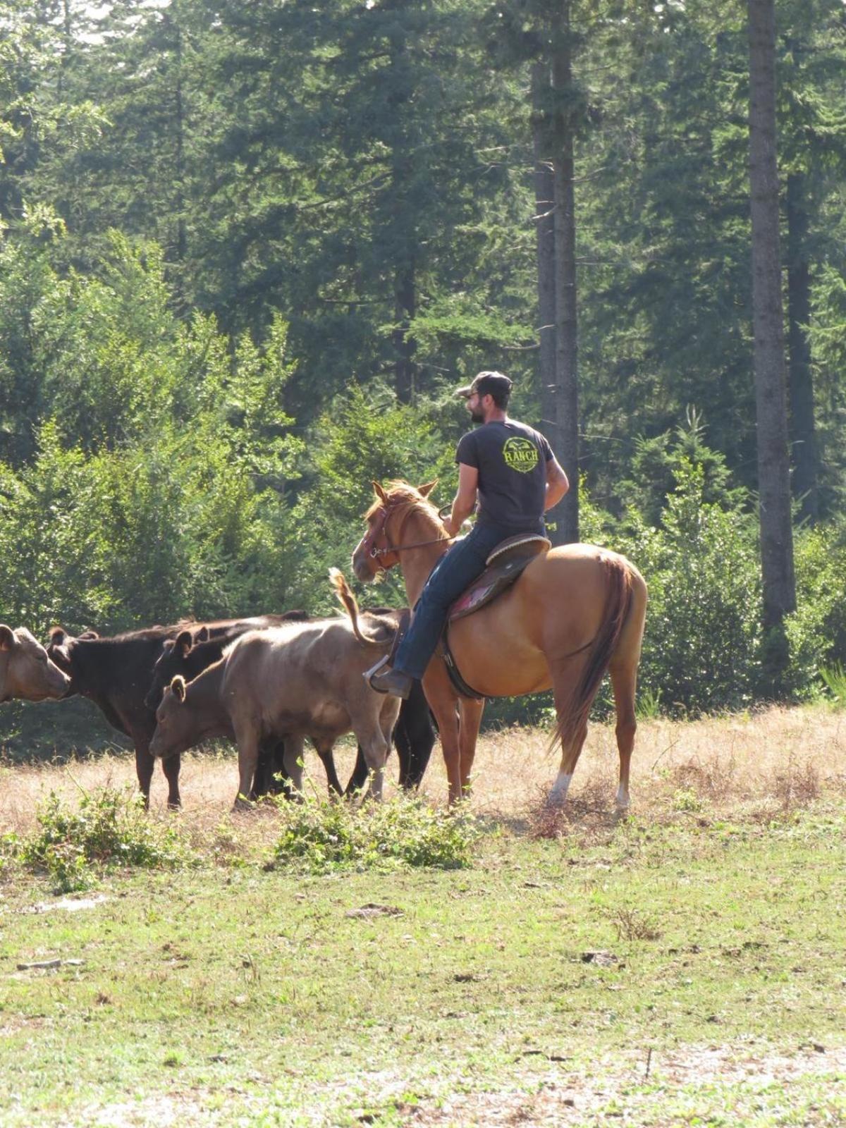 Ranch Du Haut-Languedoc La Salvetat-sur-Agout Ngoại thất bức ảnh